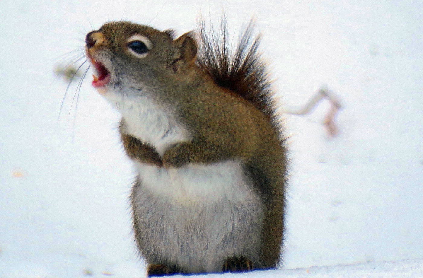 red squirrel