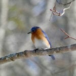 Eastern Bluebird by Kristen Lindquist