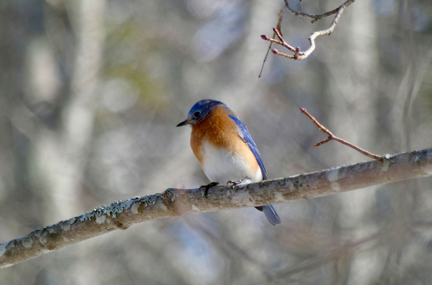 Eastern Bluebird by Kristen Lindquist