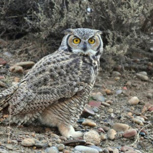 Great Horned Owl