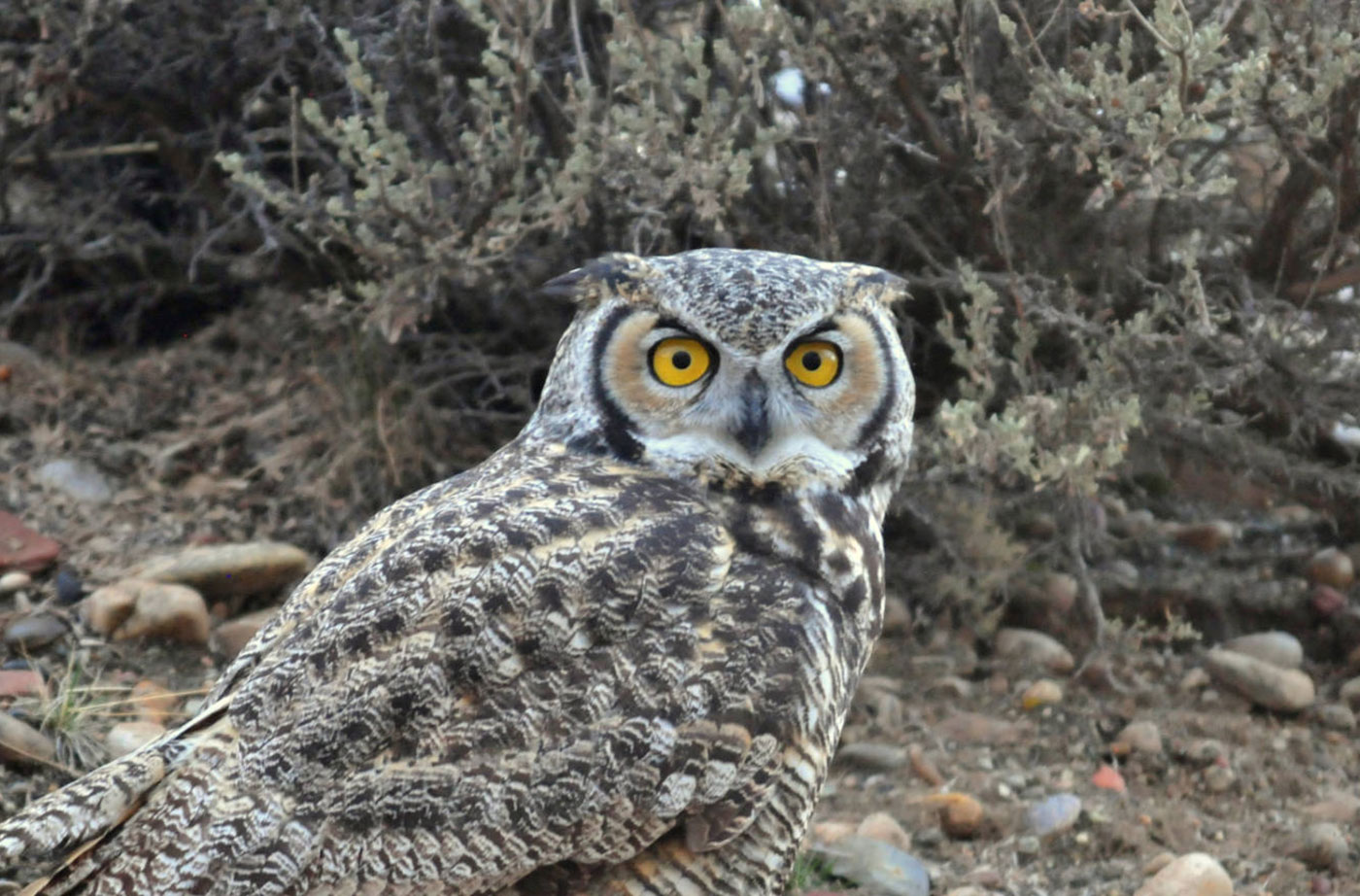 Great Horned Owl