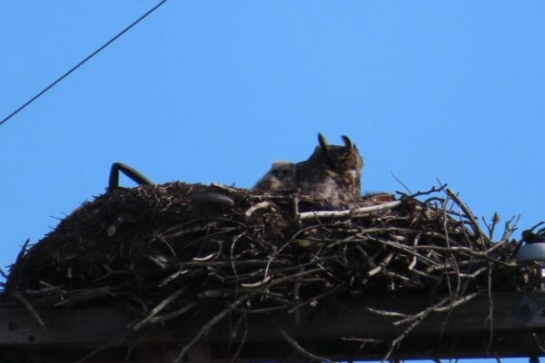 Great Horned Owl in