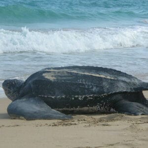 Leatherback sea turtle