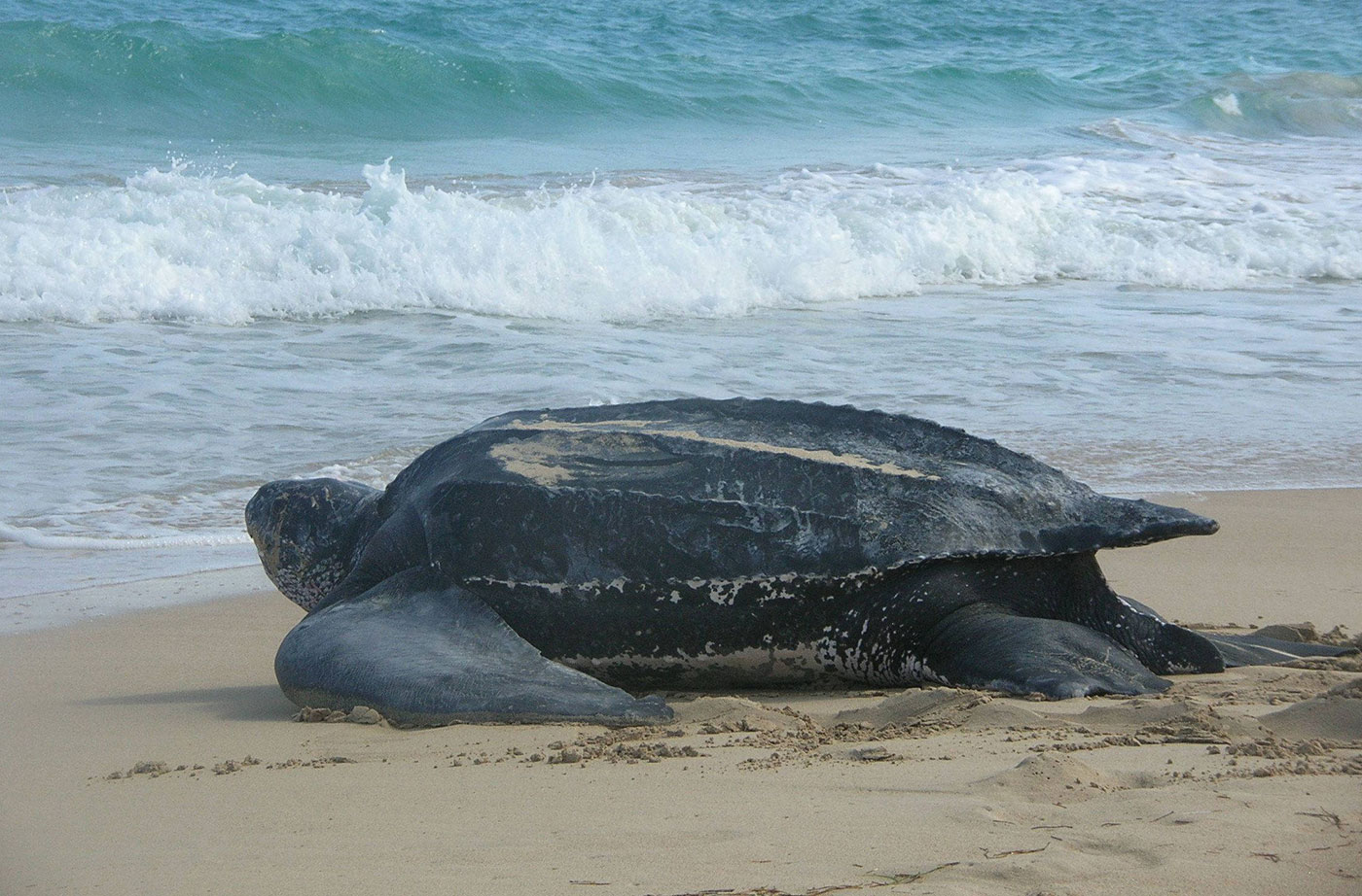 Leatherback sea turtle