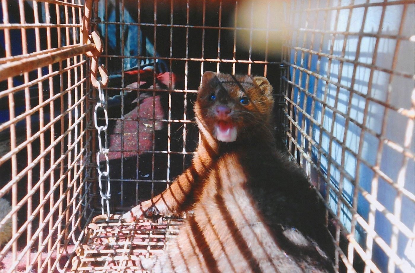 Mink in a cage