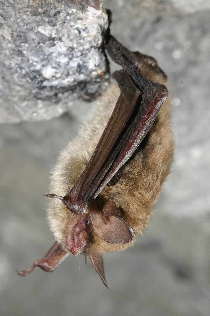 bat hanging upside down