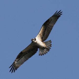 Osprey in flight