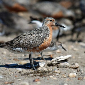 Red Knot Sandpiper