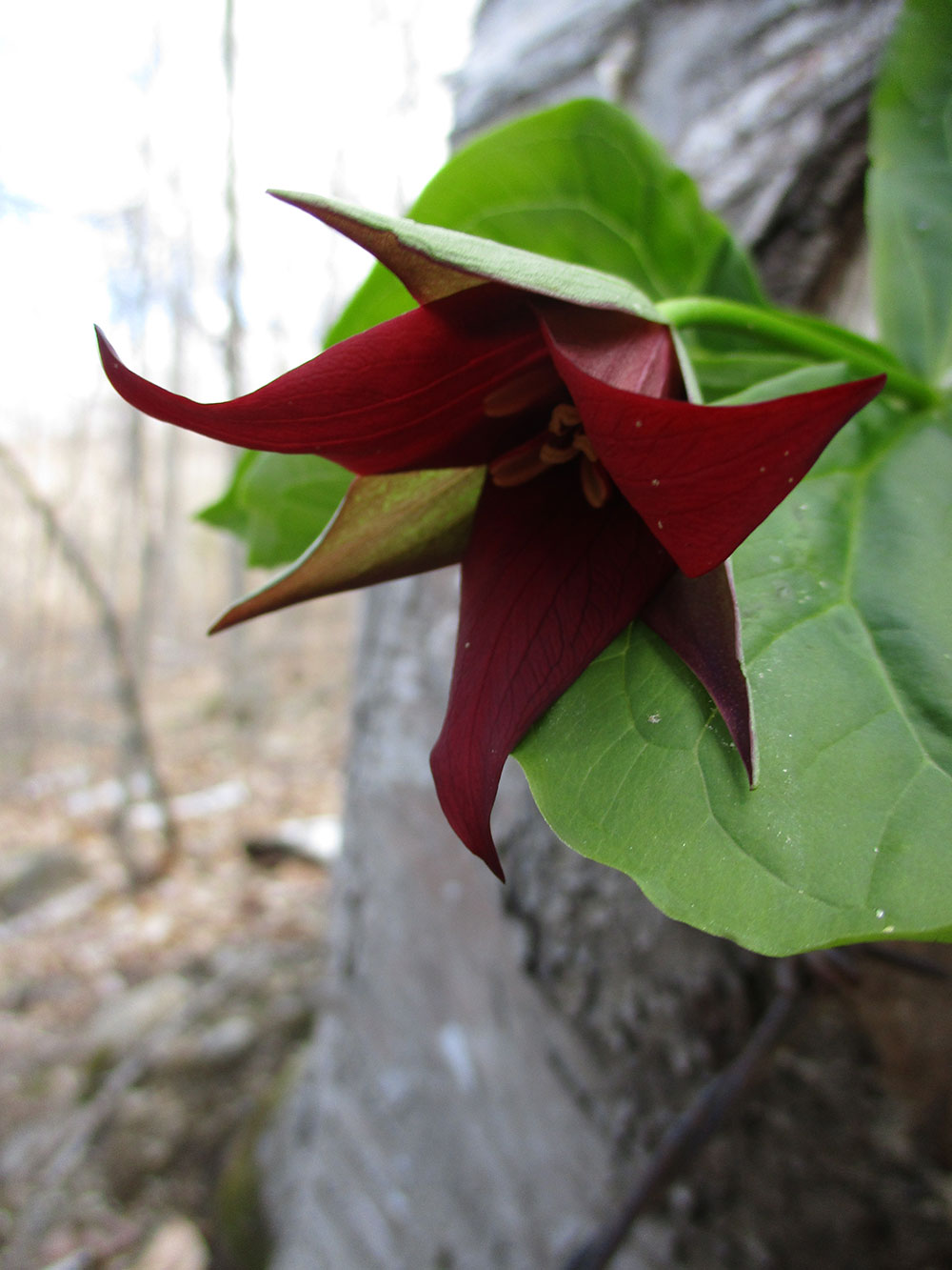 Red Trillium