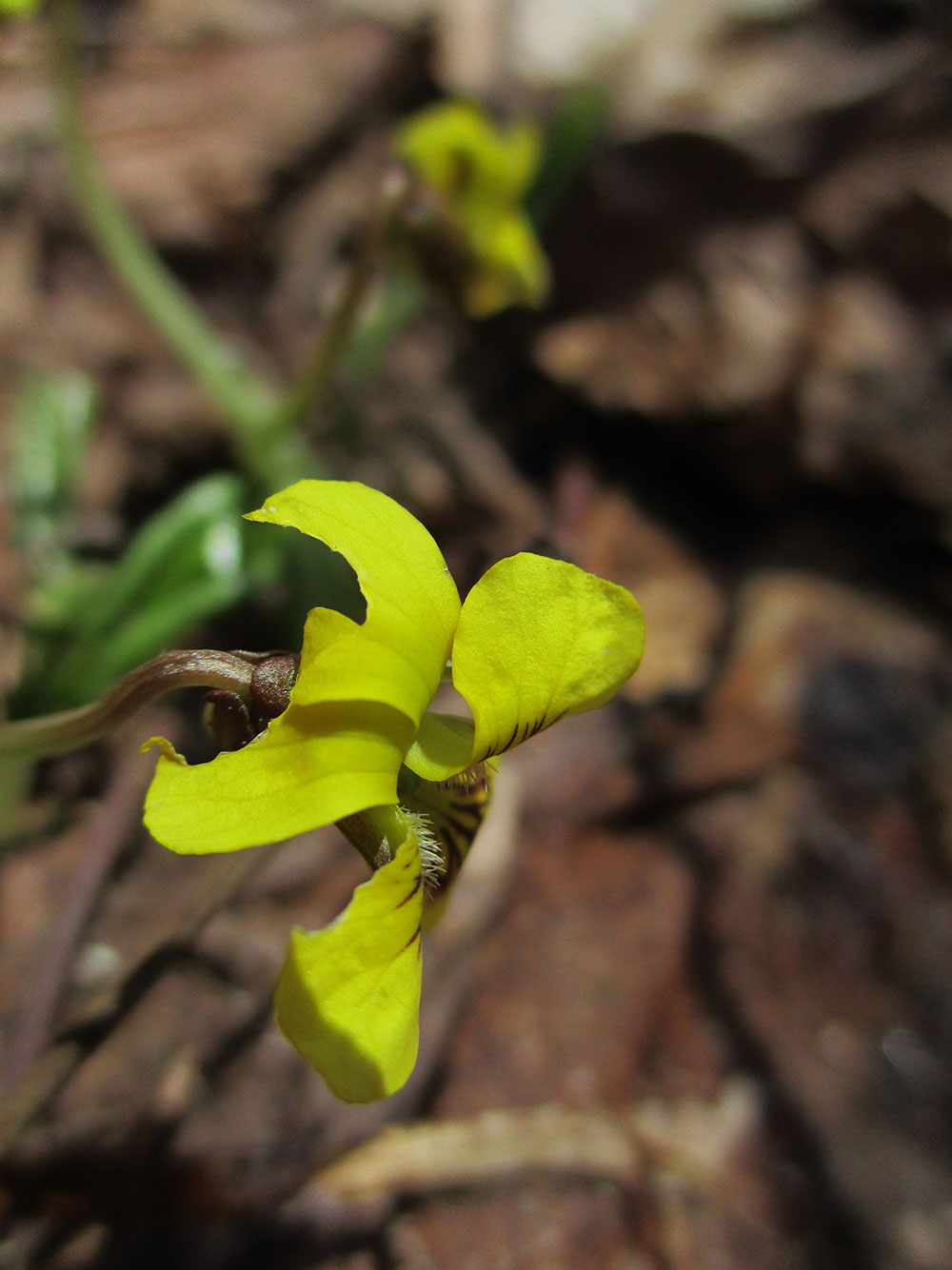 Yellow violet