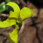 Yellow violet