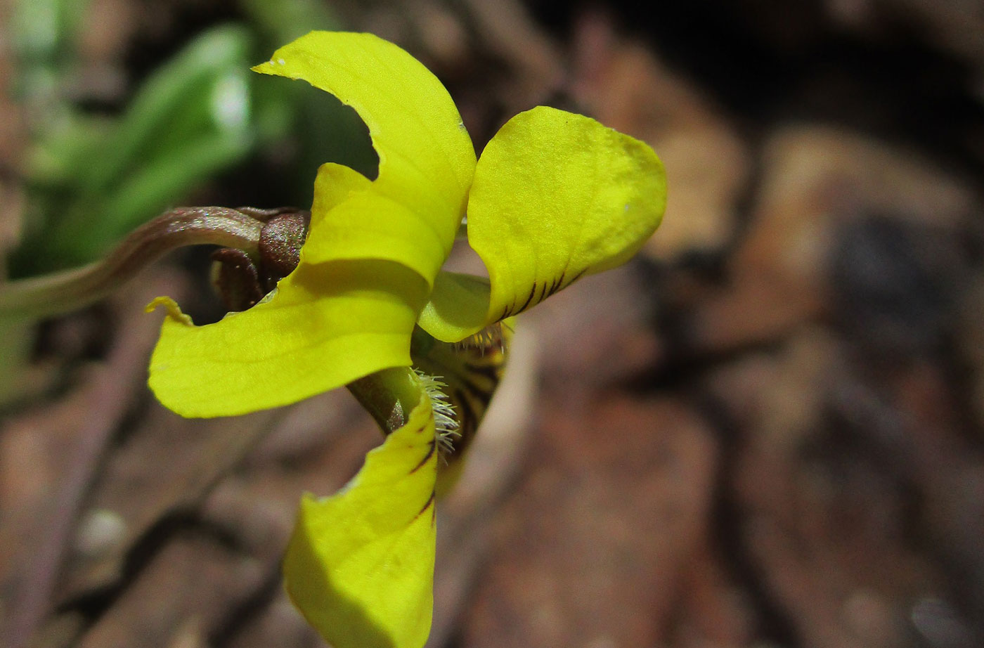 Yellow violet