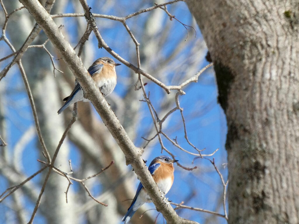 Eastern Bluebirds by Kristen Lindquist