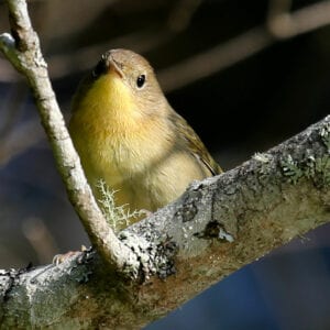 Common Yellowthroat