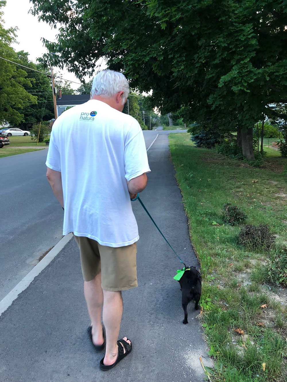 Walking dog on street