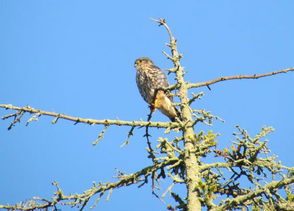 Merlin in a tree