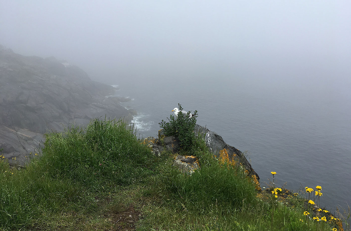 foggy coastal Maine shot on Monhegan