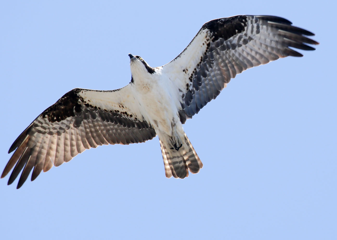 Osprey flying