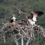 Ospreys in Rockport