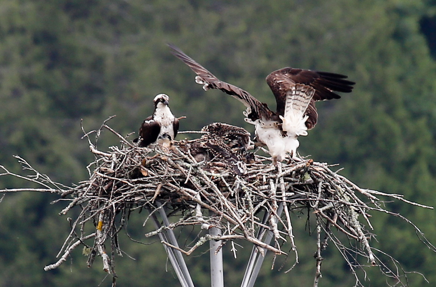 Ospreys in nest