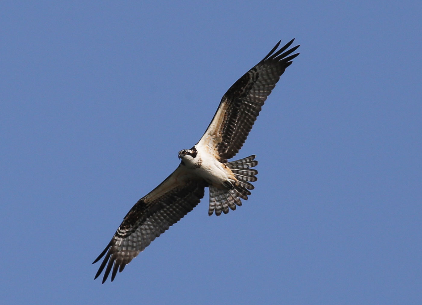 Osprey flying in blue sky