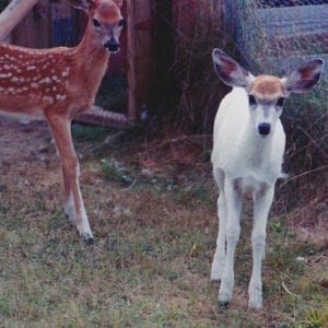 Piebald fawn