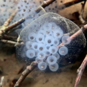 spotted salamander eggs in Lincolnville