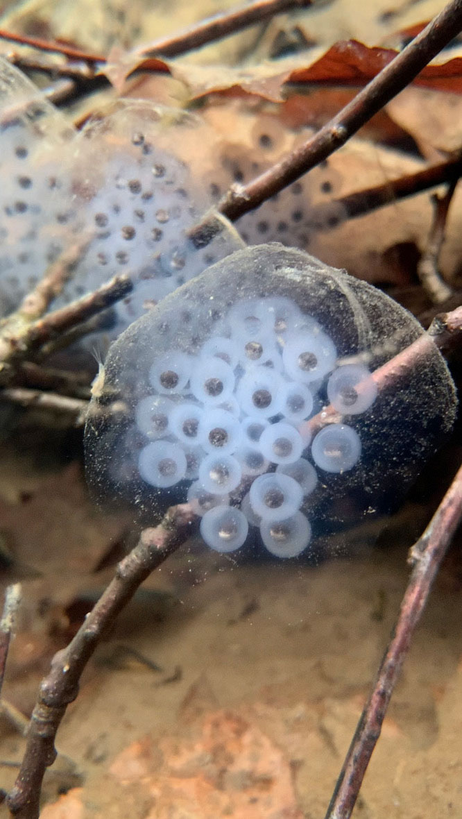 spotted salamander eggs in Lincolnville