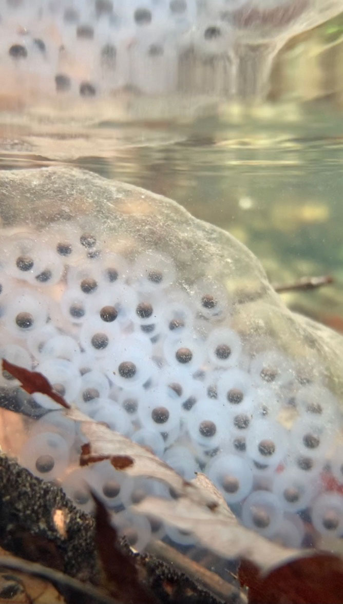 spotted salamander eggs in Lincolnville