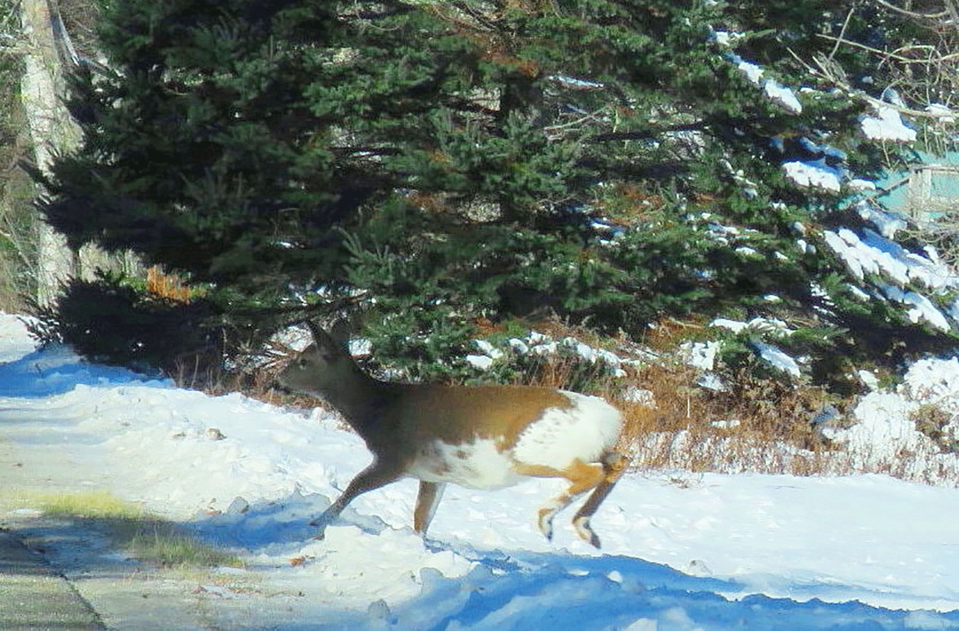 Piebald deer