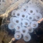 spotted salamander eggs