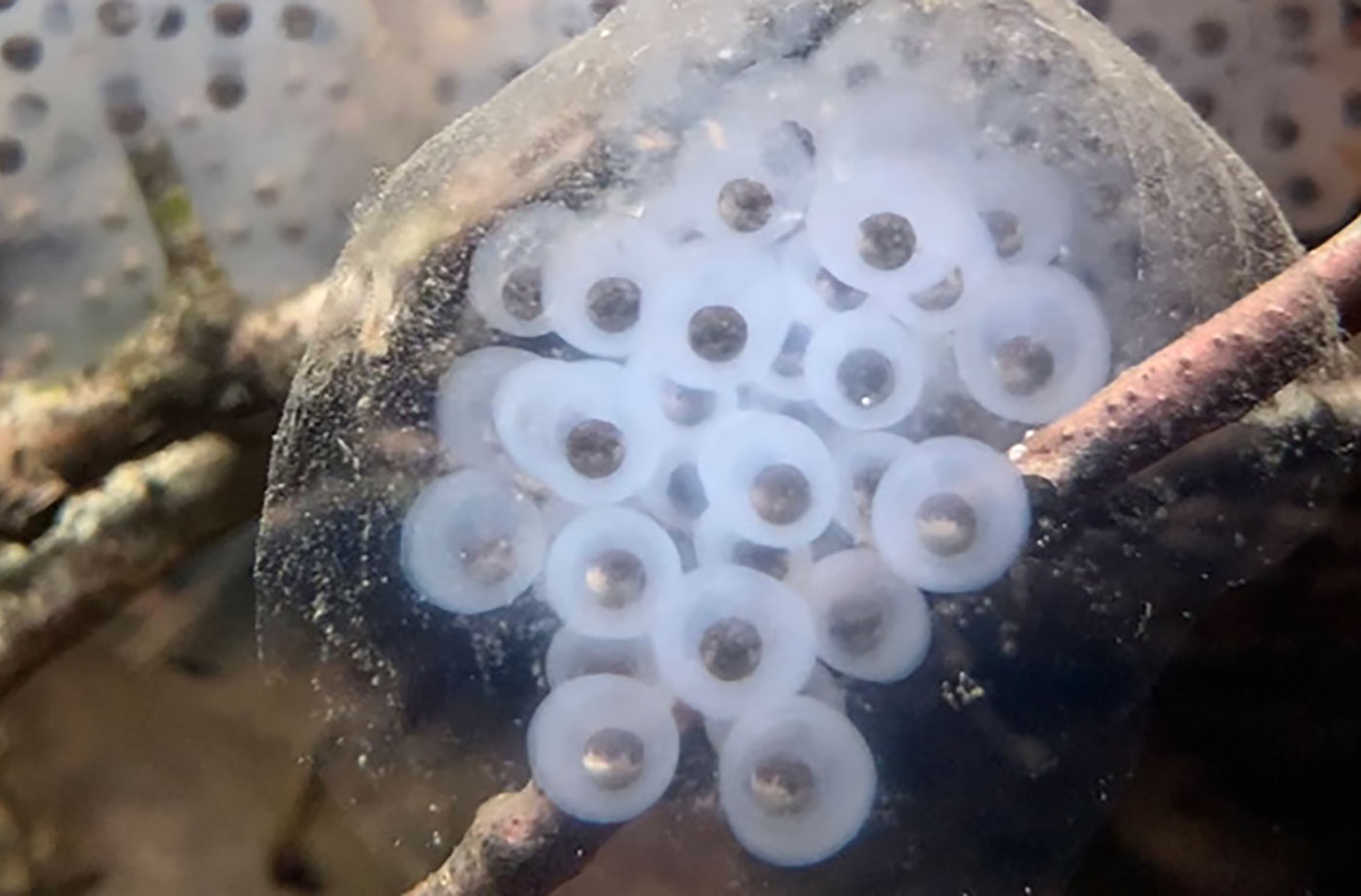 spotted salamander eggs