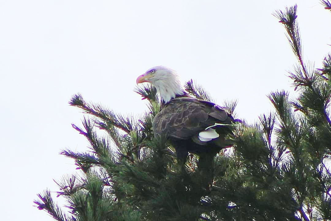 Bald Eagle in tree