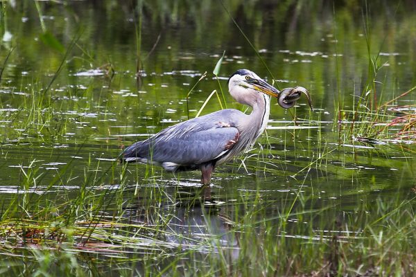 Great Blue Heron eating eel