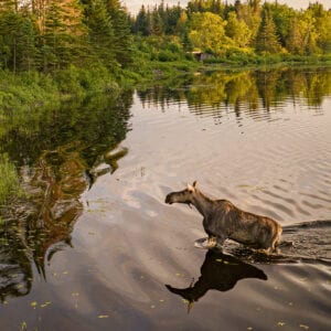 moose