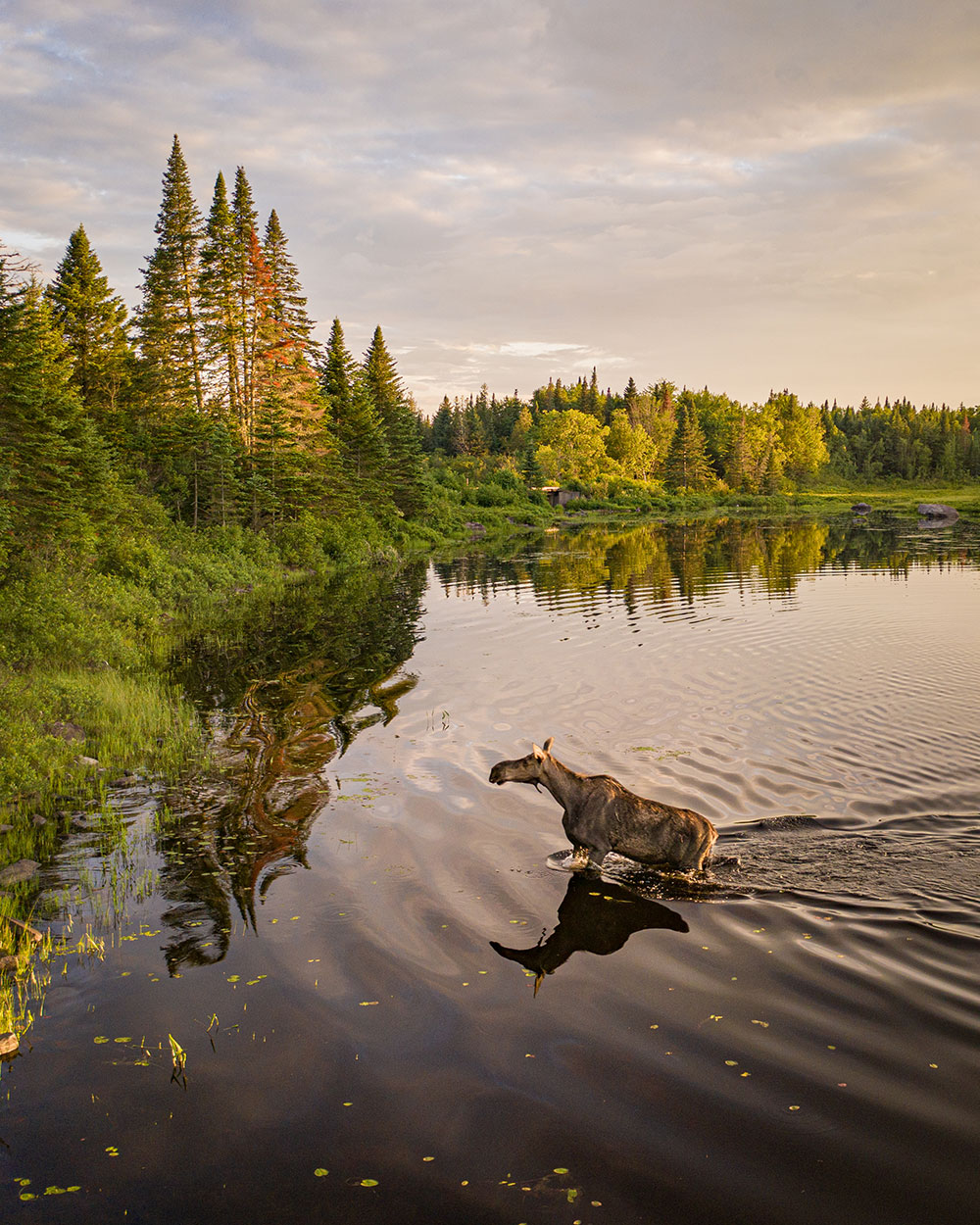 Moose in water