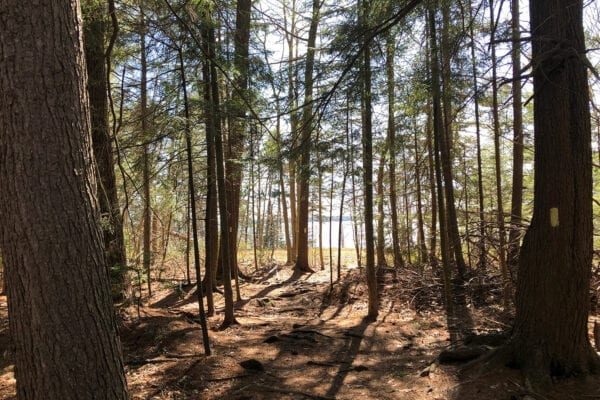 path through woods