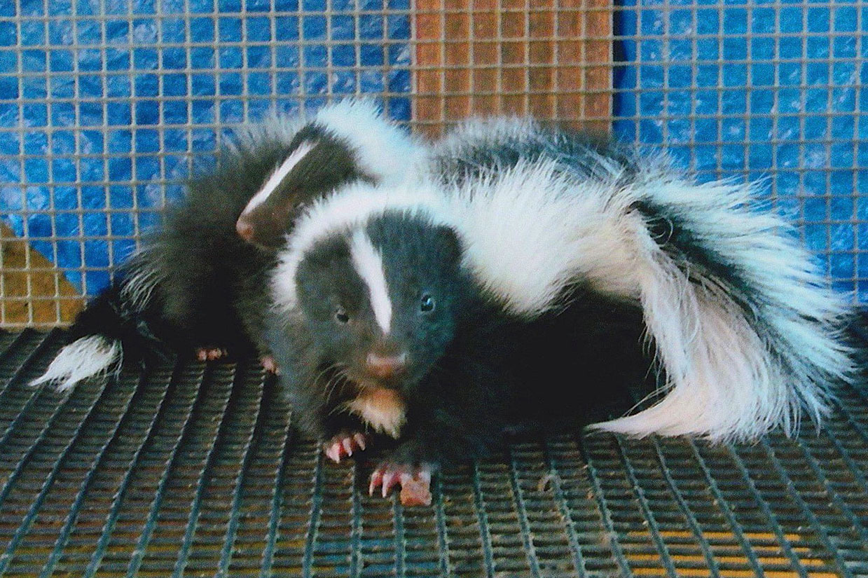 skunks