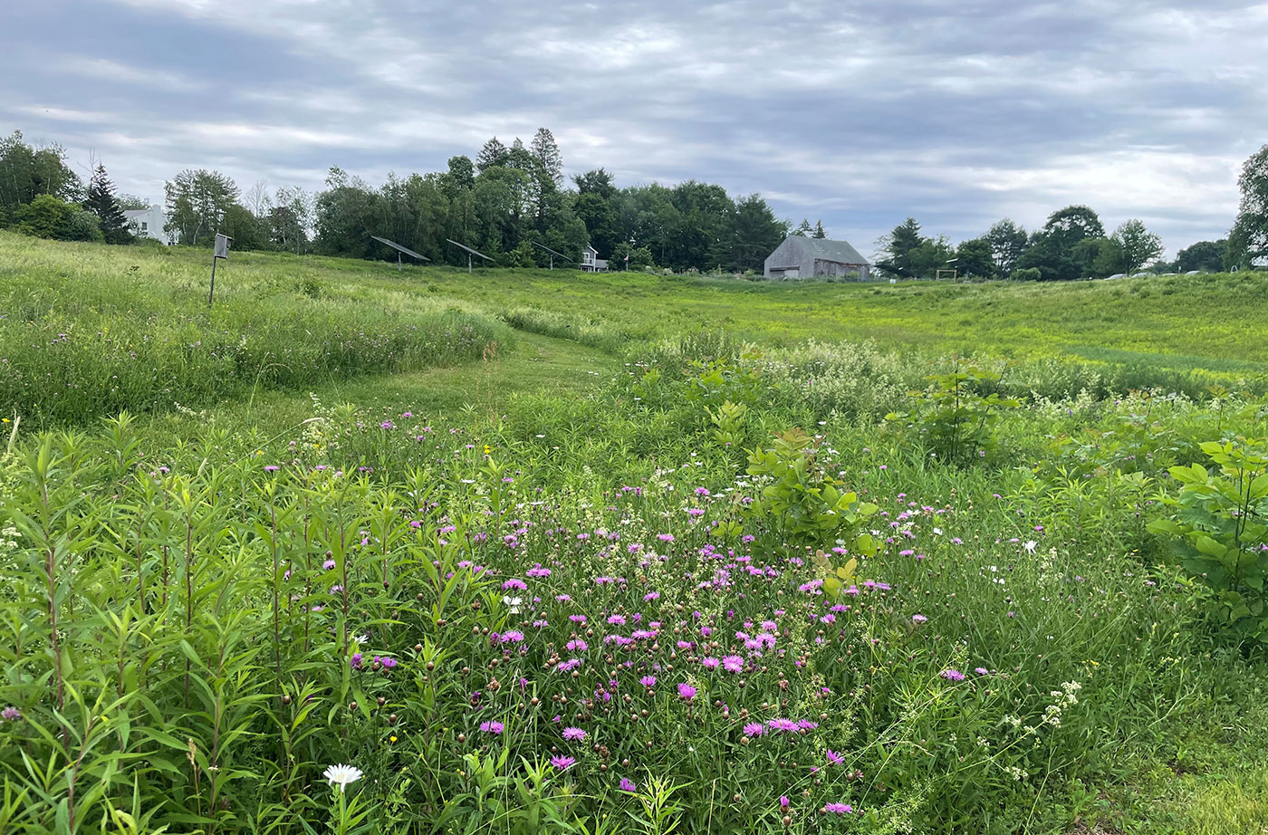 grass growing near houses