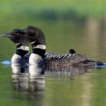 Common Loons