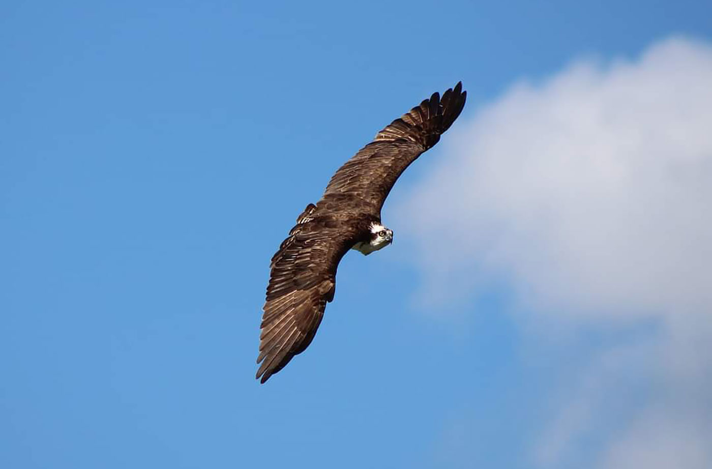 Osprey