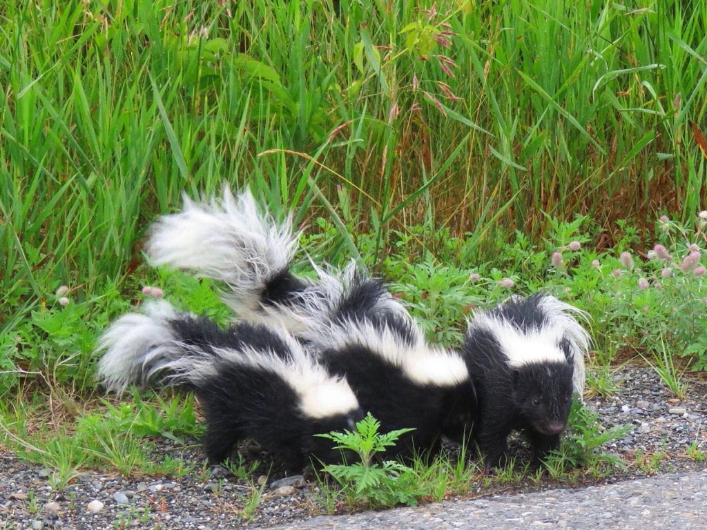 skunks on grass