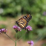 butterfly on flower