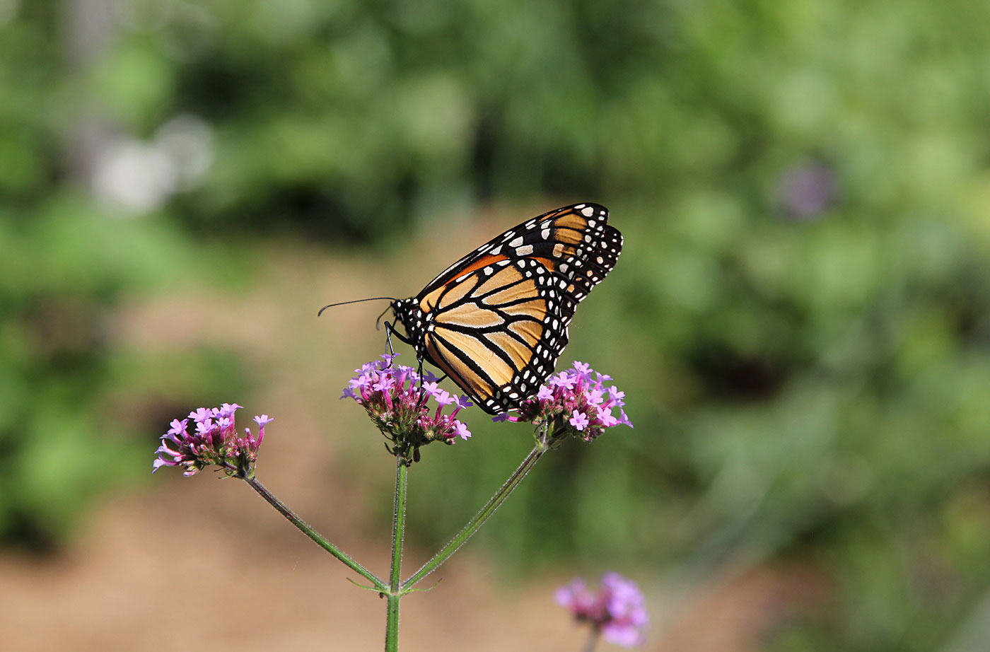 butterfly on flower