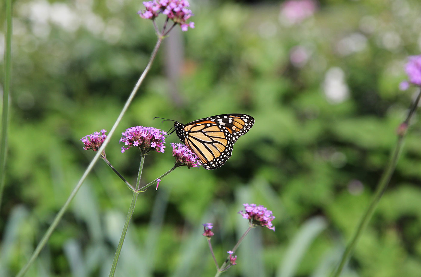 butterfly on flower