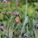 butterfly on flower