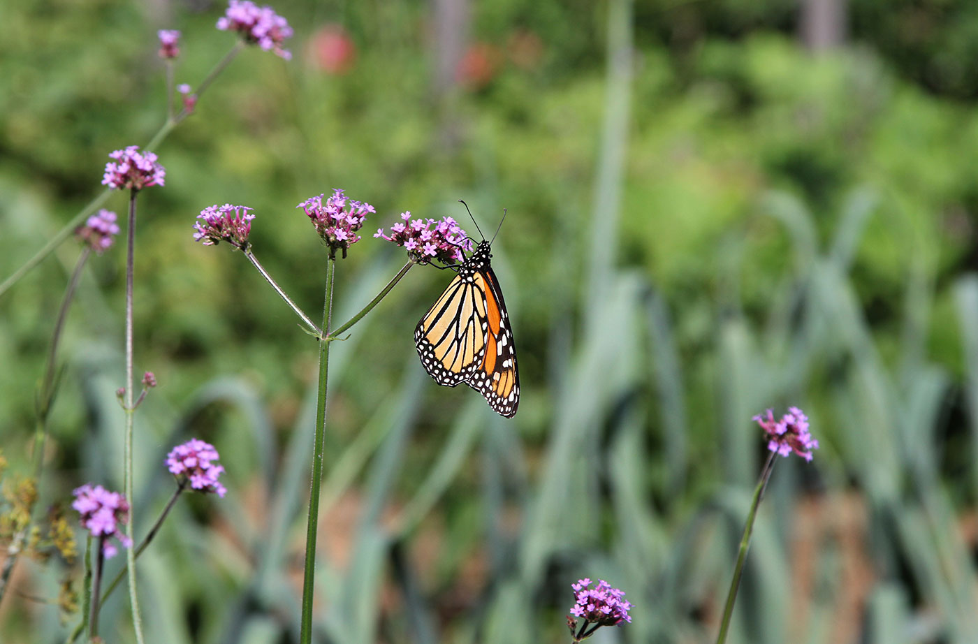 butterfly on flower