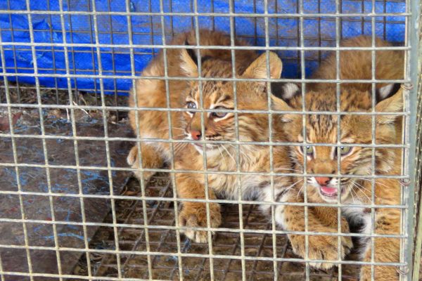 young bobcats in cage