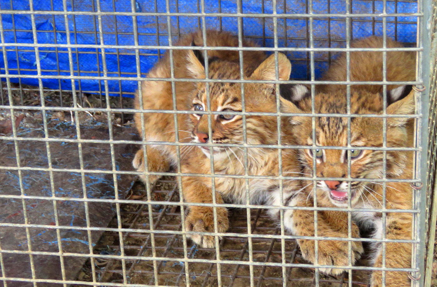young bobcats in cage