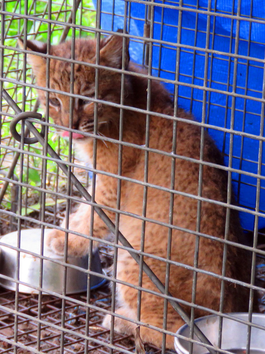 bobcat in cage
